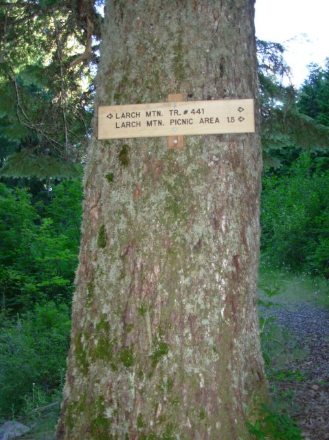 7.25.06 Larch Mountain 008 